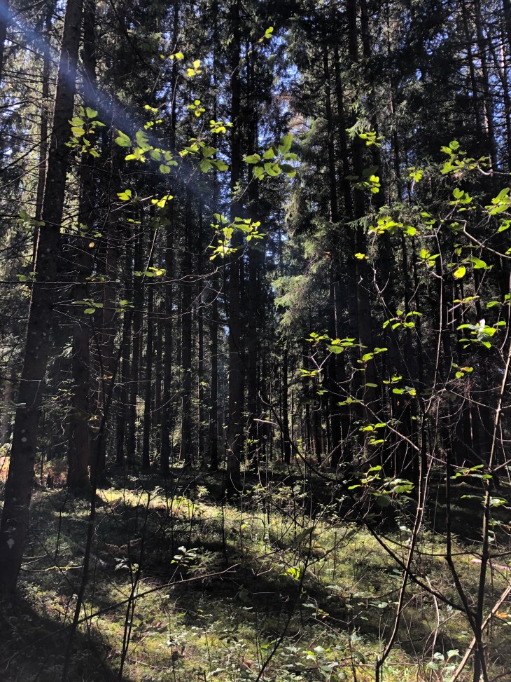 Bain de forêt, les bienfaits de la sylvothérapie