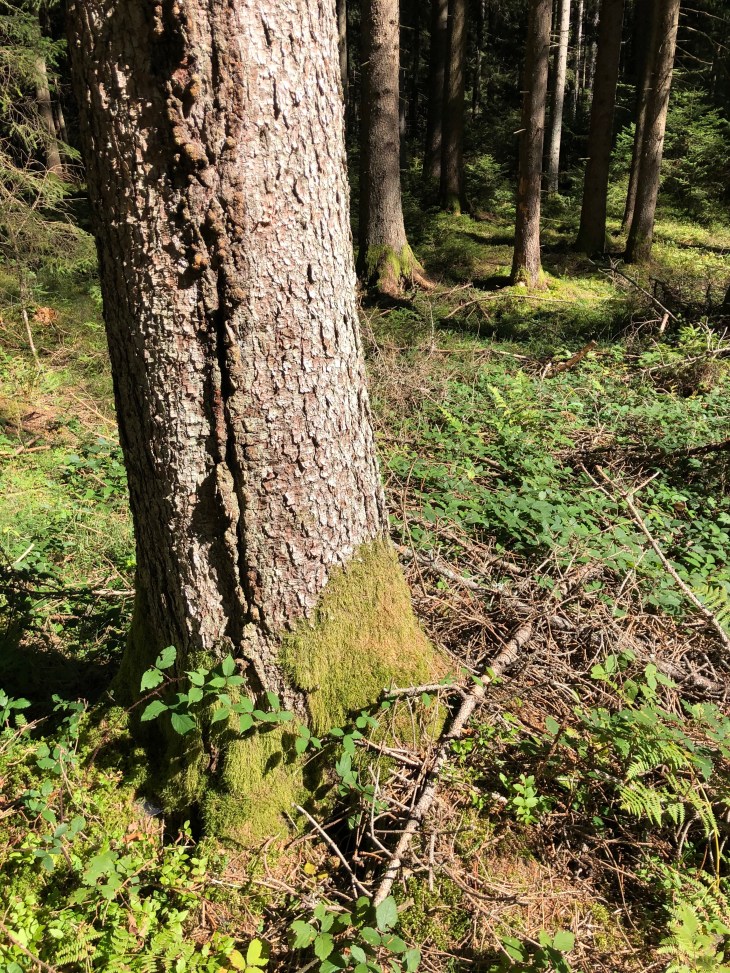 Les arbres, la sylvothérapie, le bain de forêt