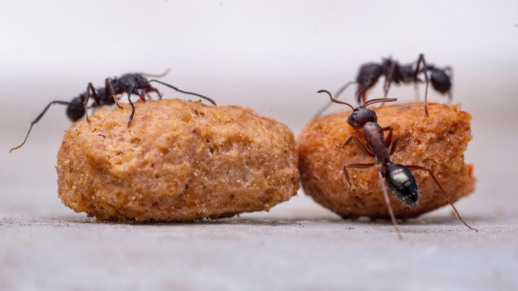 Fourmi. Persévérance de la réussite