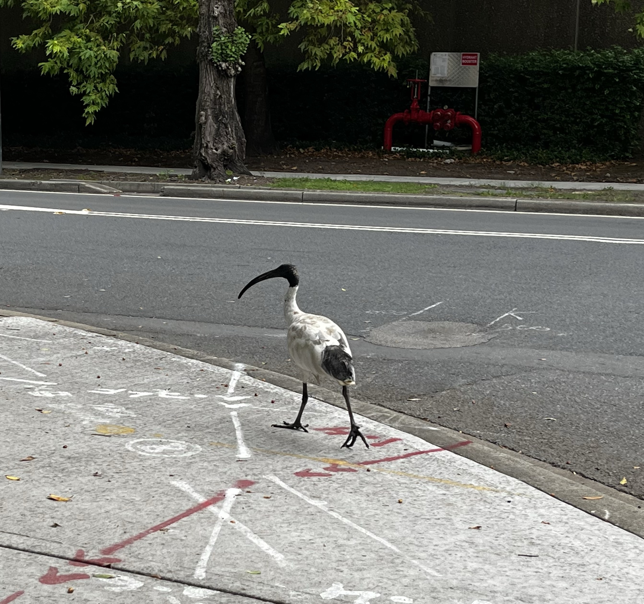Oiseau, ibis blanc